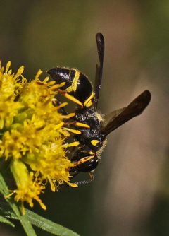 Ancistrocerus campestris by Judy Gallagher. Used under a CC BY 2.0 license.