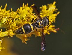 Ancistrocerus campestris - 6008594537 by Judy Gallagher. Used under a CC BY 2.0 license.
