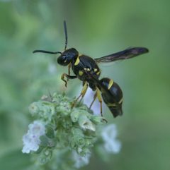 Ancistrocerus campestris P1180195a by 
xpda. Used under a CC BY-SA 4.0 license.