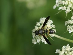 Ancistrocerus unifasciatus by Christian Grenier. Used under a CC0 license.