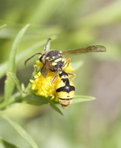 Cross Potter Wasp imported from iNaturalist photo 5267899 on 13 March 2024 by (c) icosahedron, some rights reserved (CC BY). Used under a CC BY 4.0 license.