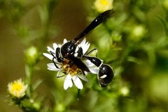 Eumenes fraternus 178215306 by Louise Woodrich. Used under a CC BY 4.0 license.