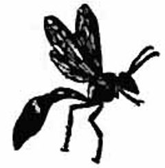 Britannica Wasp 4 by Unknown authorUnknown author. Used under a Public domain license.