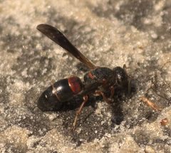 Euodynerus apopkensis P1170112a by
xpda. Used under a CC BY-SA 4.0 license.