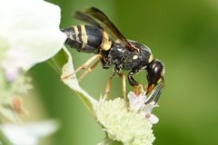 Euodynerus hidalgo boreoorientalis 309835324 by Louise Woodrich. Used under a CC BY 4.0 license.
