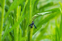 Euodynerus megaera at Horseshoe Lake State Park by cricketsblog. Used under a CC BY 2.0 license.