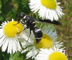 Euodynerus megaera female by Beatriz Moisset. Used under a CC BY-SA 4.0 license.