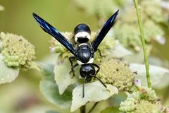 Monobia quadridens 178525966 by Louise Woodrich. Used under a CC BY 4.0 license.