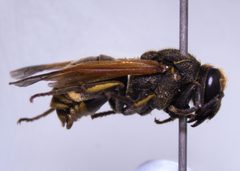 Pachodynerus nasidens 338118989 by Mike Bowie. Used under a CC BY 4.0 license.