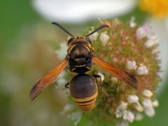 Pachodynerus nasidens 342694701 by Kai Squires. Used under a CC BY 4.0 license.