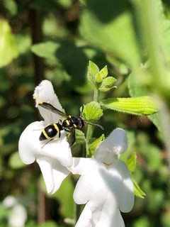 Parancistrocerus declivatus imported from iNaturalist photo 156339304 on 27 October 2023 by (c) Jennifer Arrow, some rights reserved (CC BY). Used under a CC BY 4.0 license.