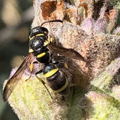 Parancistrocerus declivatus imported from iNaturalist photo 164443257 on 27 October 2023 by (c) Jennifer Arrow, some rights reserved (CC BY). Used under a CC BY 4.0 license.