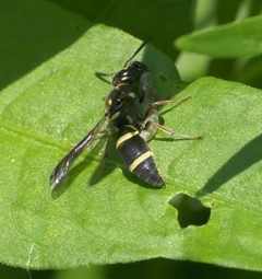 Parancistrocerus fulvipes P1140978a by
xpda. Used under a CC BY-SA 4.0 license.