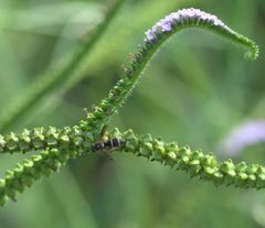 Parancistrocerus fulvipes P1310815a by
xpda. Used under a CC BY-SA 4.0 license.