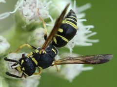 Parancistrocerus leionotus 66949804 by Peter Chen 2.0. Used under a CC BY-SA 4.0 license.