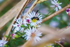 Parancistrocerus perennis by cricketsblog. Used under a CC BY 2.0 license.