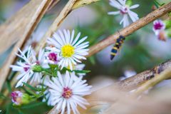 Parancistrocerus perennis - 48932748588 by cricketsblog. Used under a CC BY 2.0 license.