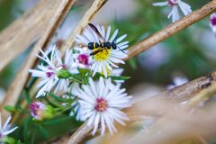 Parancistrocerus perennis - 48933478492 by cricketsblog. Used under a CC BY 2.0 license.