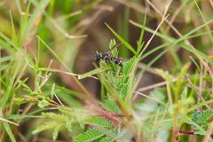Parancistrocerus texensis by cricketsblog. Used under a CC BY 2.0 license.