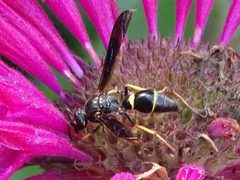 Parazumia symmorpha by Shirley Zundell. Used under a CC BY 4.0 license.