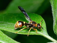 Parazumia tolteca by Justin Williams. Used under a CC BY 4.0 license.