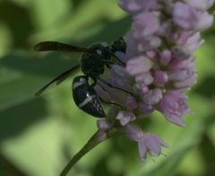 Euodynerus schwarzi P1270312a by 
xpda. Used under a CC BY-SA 4.0 license.