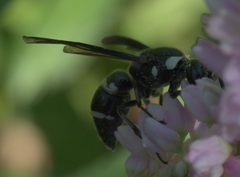 Euodynerus schwarzi P1270313a by 
xpda. Used under a CC BY-SA 4.0 license.