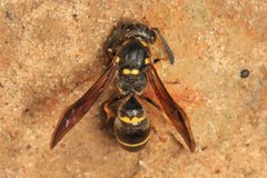 Symmorphus albomarginatus by Judy Gallagher. Used under a CC BY 4.0 license.