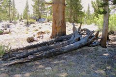 Lodgepole pines with wasp nests-02 by NCalBeetleGuy. Used under a CC BY-SA 4.0 license.