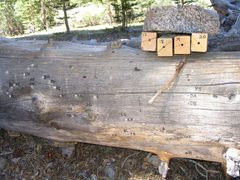Lodgepole pines with wasp nests-03 by NCalBeetleGuy. Used under a CC BY-SA 4.0 license.
