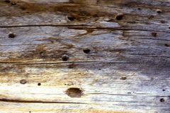 Lodgepole pines with wasp nests-4 by NCalBeetleGuy. Used under a CC BY-SA 4.0 license.