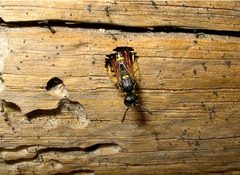 S. cristatus wasps making nests-01 by NCalBeetleGuy. Used under a CC BY-SA 4.0 license.