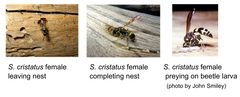 S. cristatus wasps making nests by NCalBeetleGuy. Used under a CC BY-SA 4.0 license.