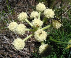 Symmorphus cristatus on swamp whitehead by NCalBeetleGuy. Used under a CC BY-SA 4.0 license.