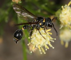 Zethus guerreroi 333668355 by jcowles. Used under a CC BY 4.0 license.