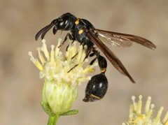 Zethus guerreroi 333668389 by jcowles. Used under a CC BY 4.0 license.
