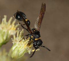 Zethus guerreroi 333668459 by jcowles. Used under a CC BY 4.0 license.