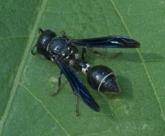 Zethus spinipes variegatus P1100589a by 
xpda. Used under a CC BY-SA 4.0 license.