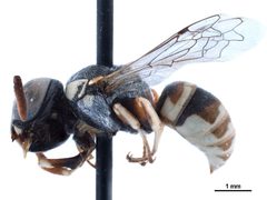 Euparagia desertorum CCDB-32138-D02 by Smithsonian Institution. Used under a CC BY-SA 3.0 license.