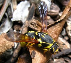Pseudomvespoides by Hartmut Wisch. Used under a CC BY 2.5 license.