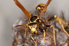 Mischocyttarus flavitarsis Head Closeup by Sanjay Acharya. Used under a CC BY-SA 3.0 license.