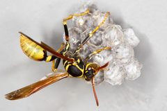 Wasp building nest by Sanjay Acharya. Used under a CC BY-SA 3.0 license.