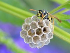 Polistes May 2013-2 by Alvesgaspar. Used under a CC BY-SA 3.0 license.