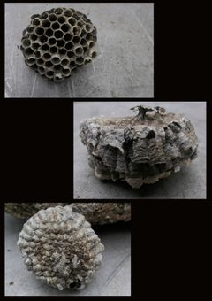 Polistes dominula - Nest by 5snake5. Used under a CC0 license.