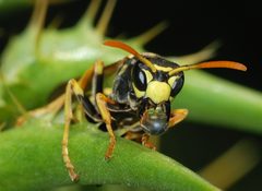 Wasp March 2008-1 by Alvesgaspar. Used under a CC BY-SA 3.0 license.