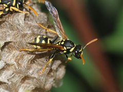 Wasp May 2008-11 by Alvesgaspar. Used under a CC BY-SA 3.0 license.