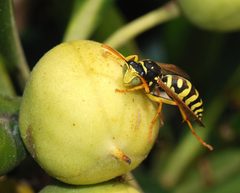 Wasp October 2007-5 by Alvesgaspar. Used under a CC BY-SA 3.0 license.