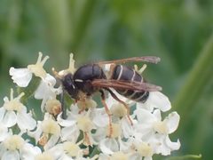 Dolichovespula albida by Matt Muir. Used under a CC BY-SA 4.0 license.