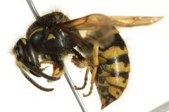 Dolichovespula alpicola 01 by CBG Photography Group, Centre for Biodiversity Genomics. Used under a CC0 license.