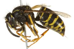 Dolichovespula alpicola 02 by CBG Photography Group, Centre for Biodiversity Genomics. Used under a CC0 license.